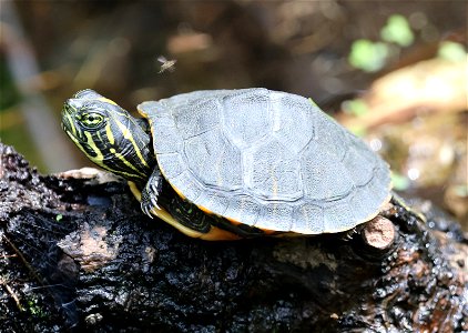 COOTER, EASTERN RIVER (Pseudemys concinna) (05-29-2023) pocosin nat wildlife refuge, tyrrell co, nc -01