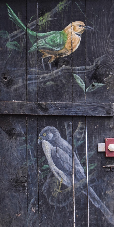 Animal bird door photo