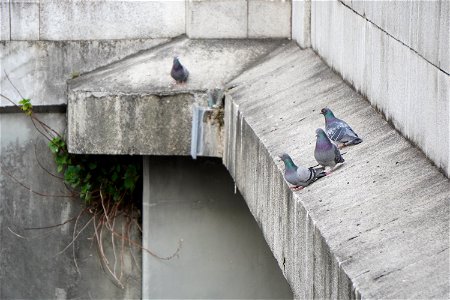 Pigeon's party photo