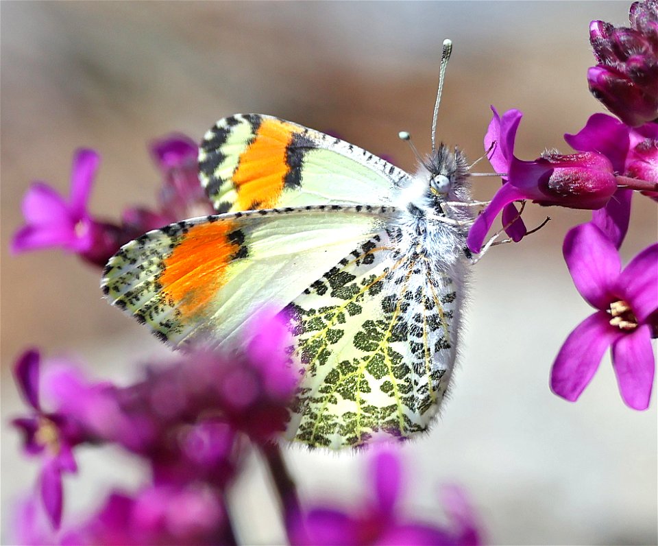 ORANGETIP, PACIFIC (Anthocharis sara) (04-26-2023)  upper eight dollar road, josephine co, or