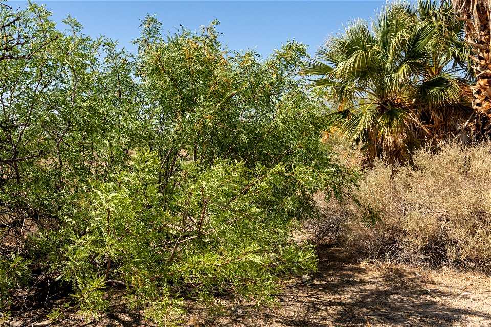 Mesquite (Prosopis glandulosa) in the Oasis of Mara