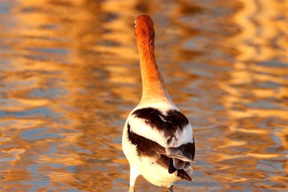 American Avocet Huron Wetland Management District, South Dakota