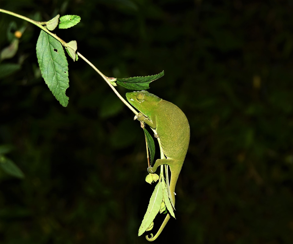 Animal chameleon branch
