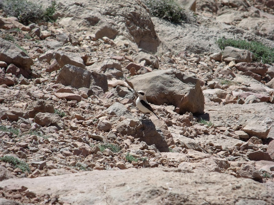 Landscape soil desert