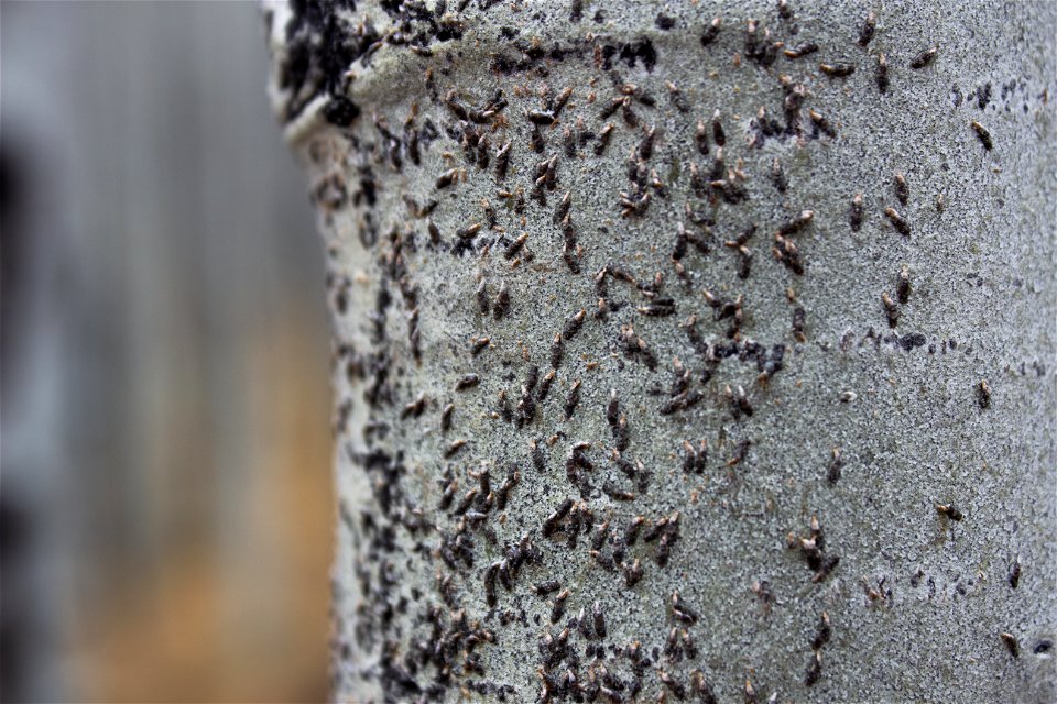 Oystershell scale mitigation field trip 12/7/21