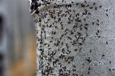 Oystershell scale mitigation field trip 12/7/21