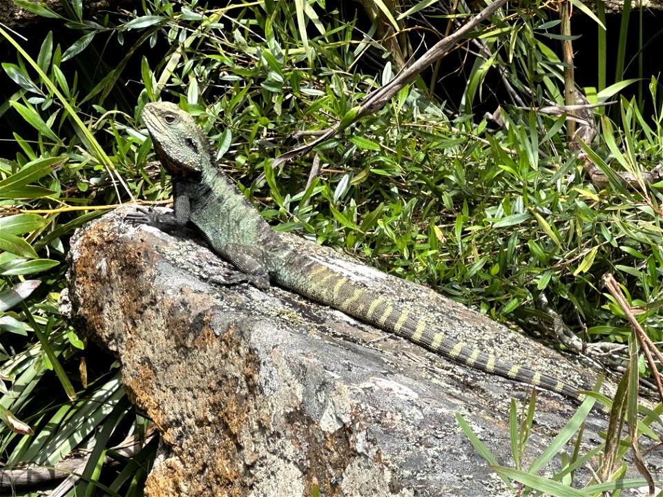 Gippsland Water Dragon