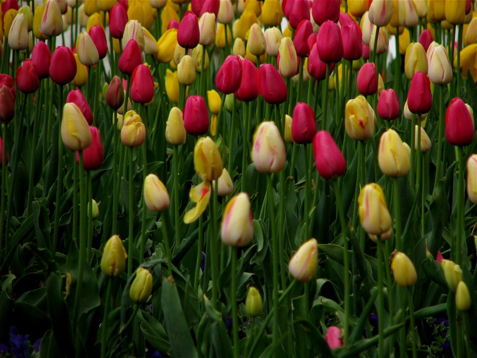 Cismigiu2009_0421_164555