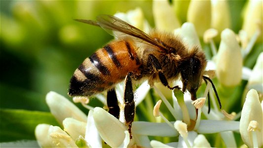Apis mellifera (Honigbiene) auf Hartriegelblüte (Cornus sp.)