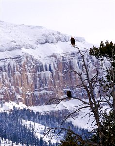 Bald Eagles on the National Elk Refuge with Sheep Mountain photo
