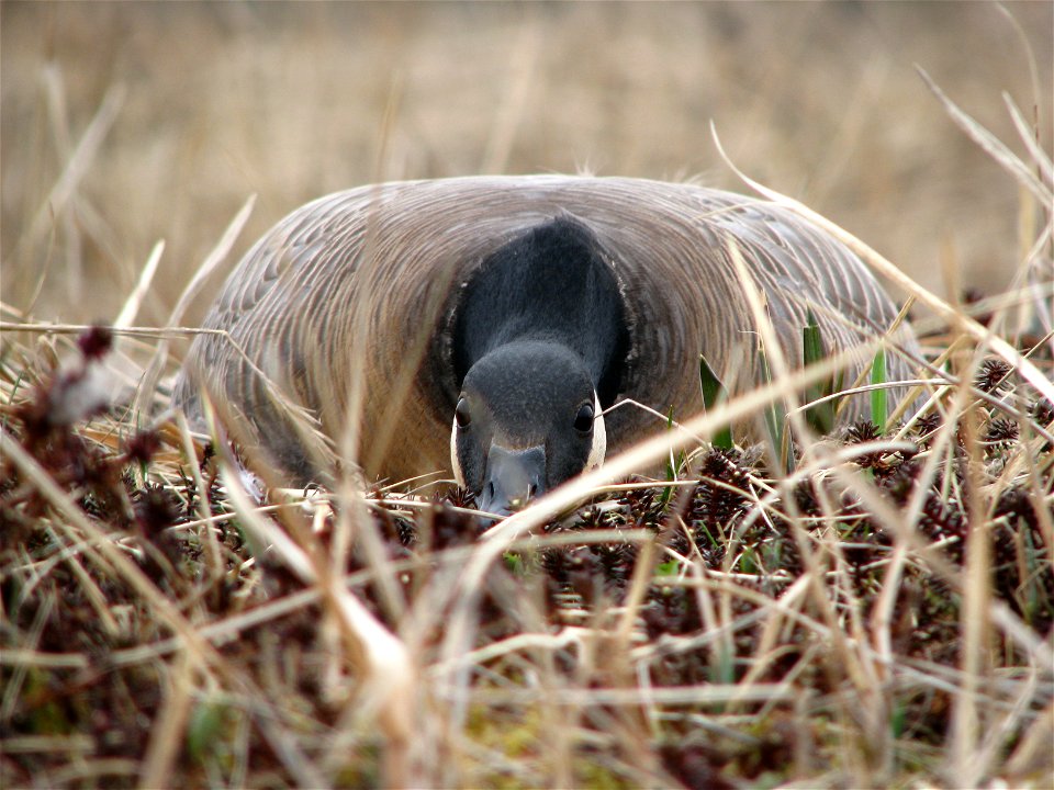 Incubating cackling goose