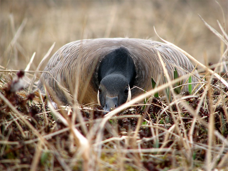 Incubating cackling goose photo