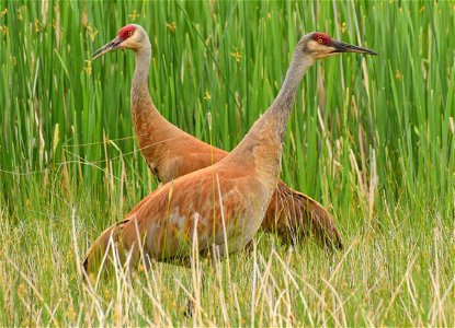 Greater sandhill crane at Seedskadee National Wildlife Refuge Wyoming photo