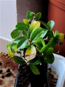 bonsai-bloom2011_1125_151458