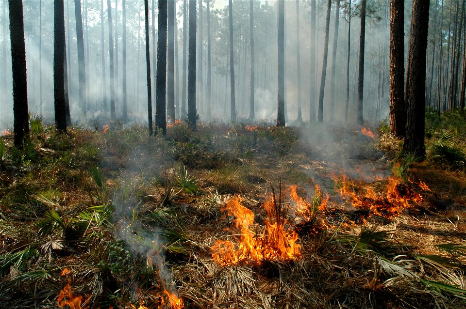 Prescribed Fire in Florida