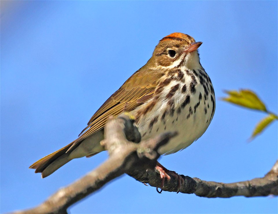 796 - OVENBIRD (05-02-2023) bearwallow mountain, near ashville, buncombe co, nc -01 (14)