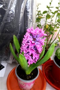 Hyacinth_zambile--2023_0226_133435
