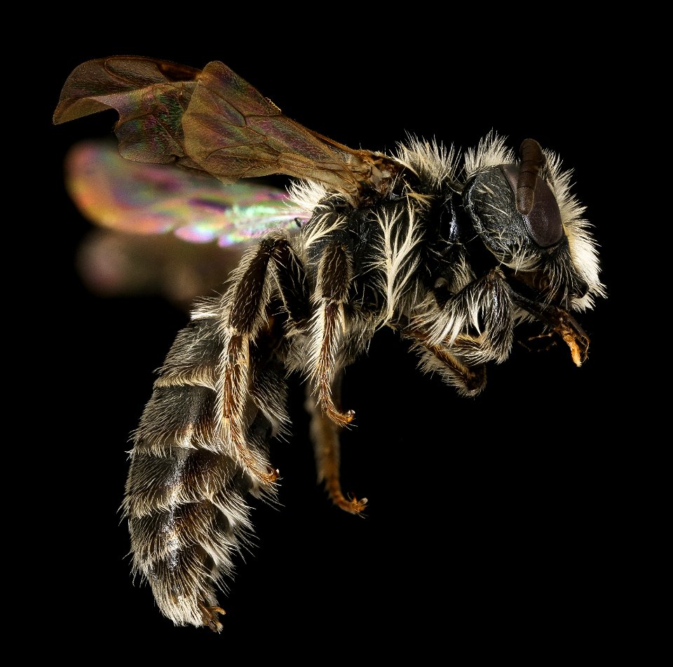 Andrena nothoscordi, m, right, Putnam, GA_2021-06-08-13.45.40 ZS PMax UDR-Recovered-Recovered