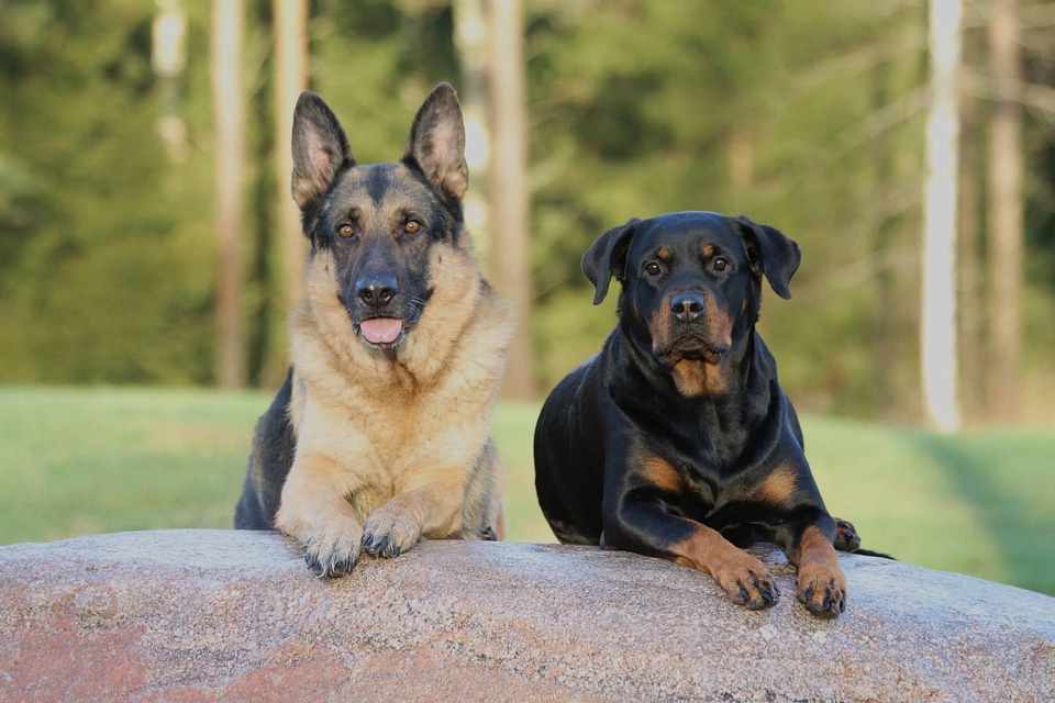 Dogs rottweiler german shepherd