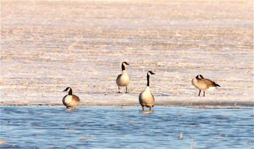Geese Huron Wetland Management District South Dakota photo
