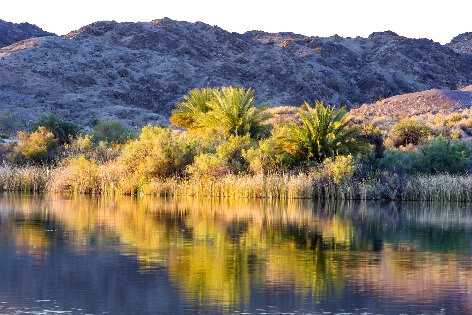 MAY 15 Riparian fuels at the edge of Lake Mittry