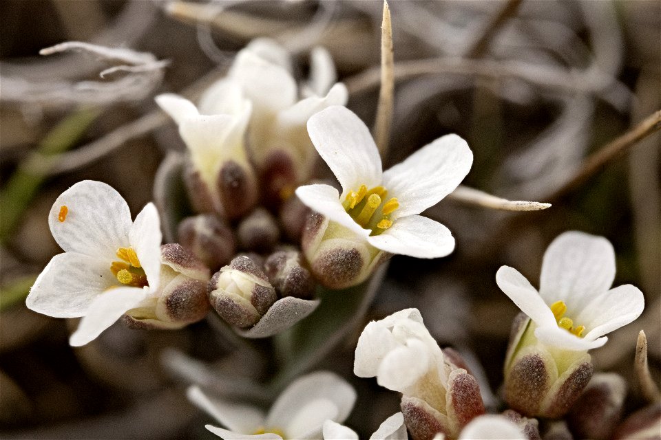 Noccaea fendleri