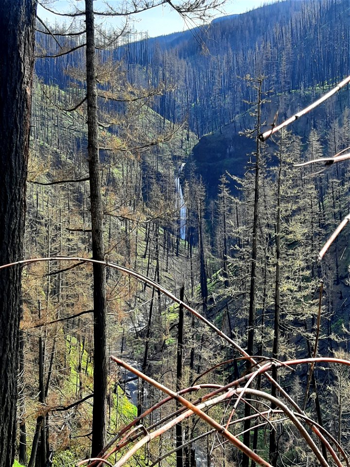 Memaloose Creek Falls after Riverside Fire, Mt. Hood National Forest