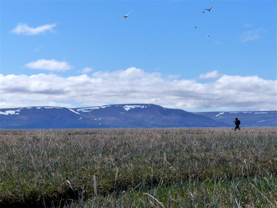 Looking for eiders at Kigigak photo