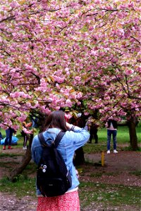 japanes_garden_rain_Herastrau (112)