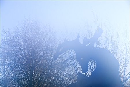 Stag in the mist