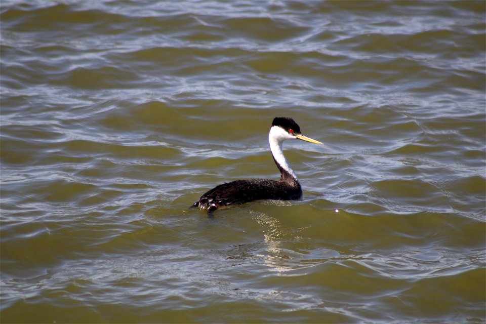 Western Grebe Lake Andes Wetland Management District South Dakota