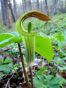 Jack in the Pulpit photo