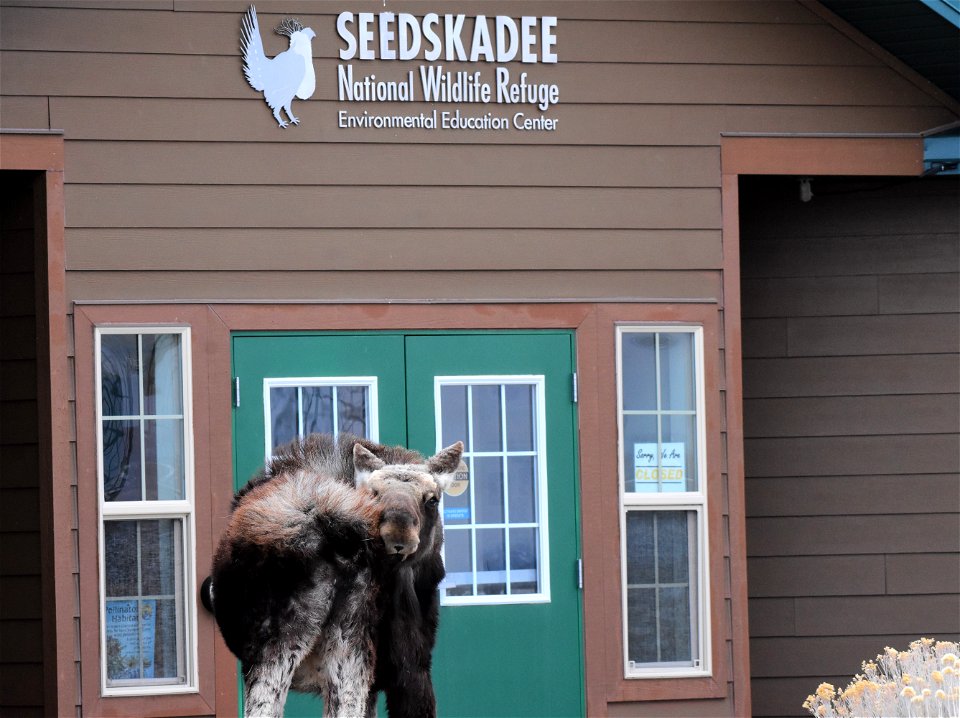 Moose at Seedskadee National Wildlife Refuge