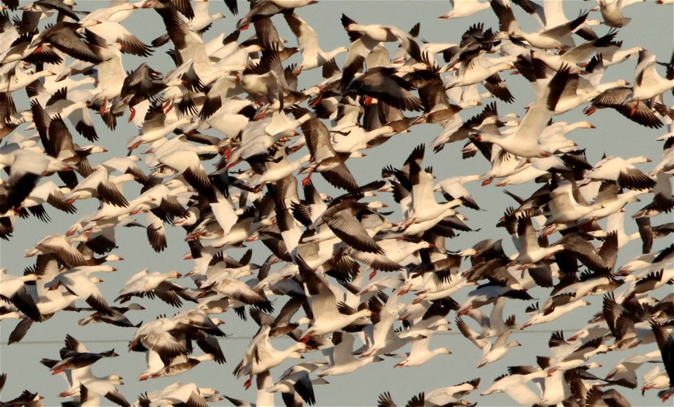 Spring Goose Migration Huron Wetland Management District South Dakota