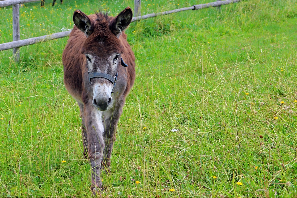 Meadow pasture animals