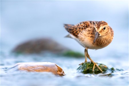 Least sandpiper photo