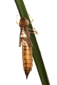 Dragonfly exoskeleton photo