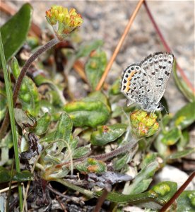 BLUE, PUMICE (Euphilotes on Eriogonum marifolium) (07-23-2022) 6500-7500ft, crater lake, klamath co, or (3)