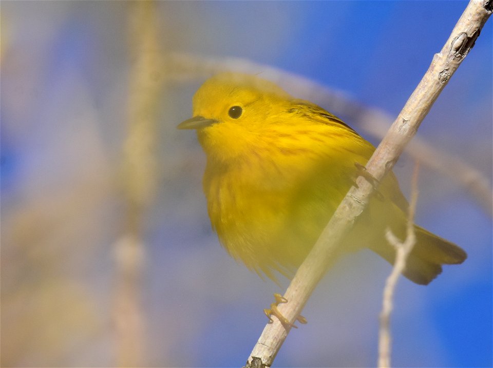 Yellow warbler on Seedskadee National Wildlife Refuge