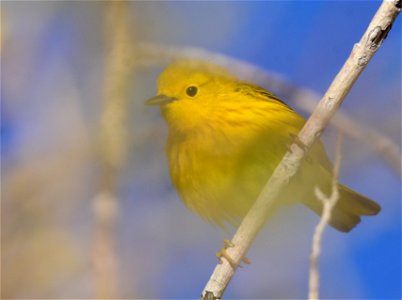 Yellow warbler on Seedskadee National Wildlife Refuge