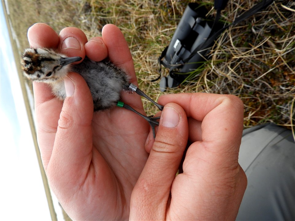 Banded sandpiper chick