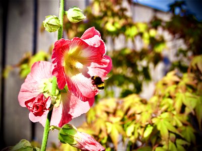 Hollyhocks and Bees 🐝