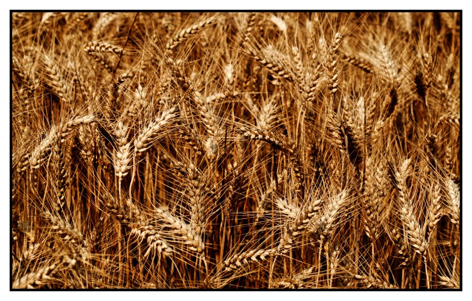 summer wheat field