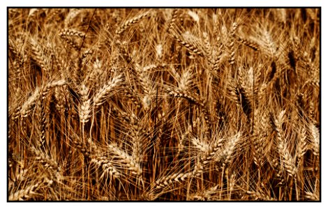 summer wheat field photo