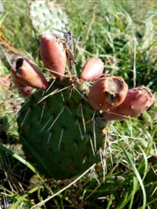 Prickly Pear Cactus Lake Andes Wetland Management District South Dakota