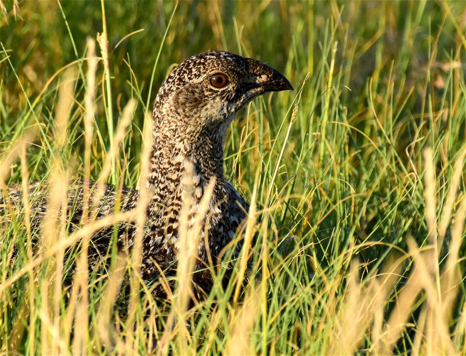 Greater sage-grouse at Seedskadee National Wildlife Refuge