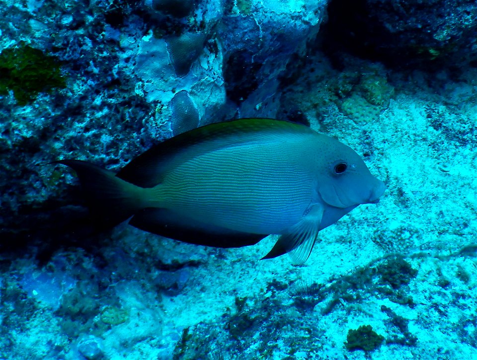 Ctenochaetus striatus 2