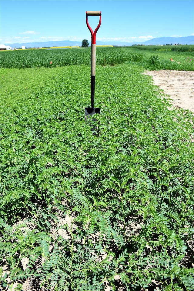 Kabuli Chickpea