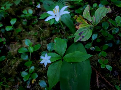 Queen's cup and star flower, Mt. Baker-Snoqualmie National Forest. Photo by Anne Vassar June 2, 2021.