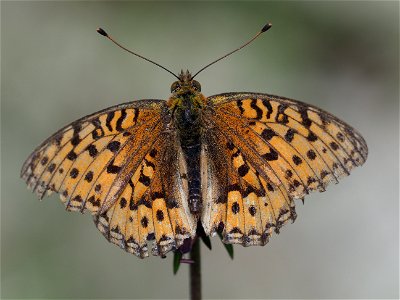 OI000408